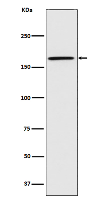 Caspr (4V9)兔单抗,Caspr (4V9) Rabbit Monoclonal Antibody