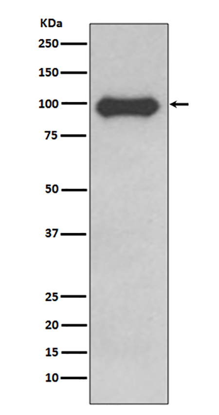 CD19 (16P1)兔单抗,CD19 (16P1) Rabbit Monoclonal Antibody