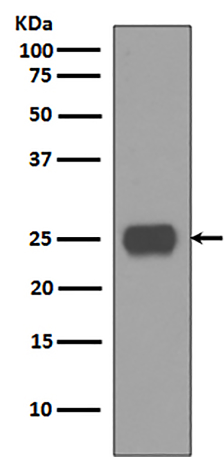 CD90 / Thy1 (2D12)兔单抗,CD90 / Thy1 (2D12) Rabbit Monoclonal Antibody