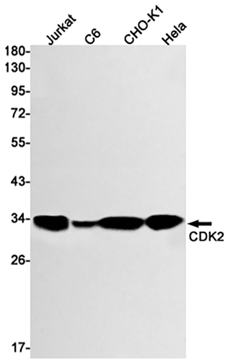 CDK2 (11O4)兔单抗,CDK2 (11O4) Rabbit Monoclonal Antibody
