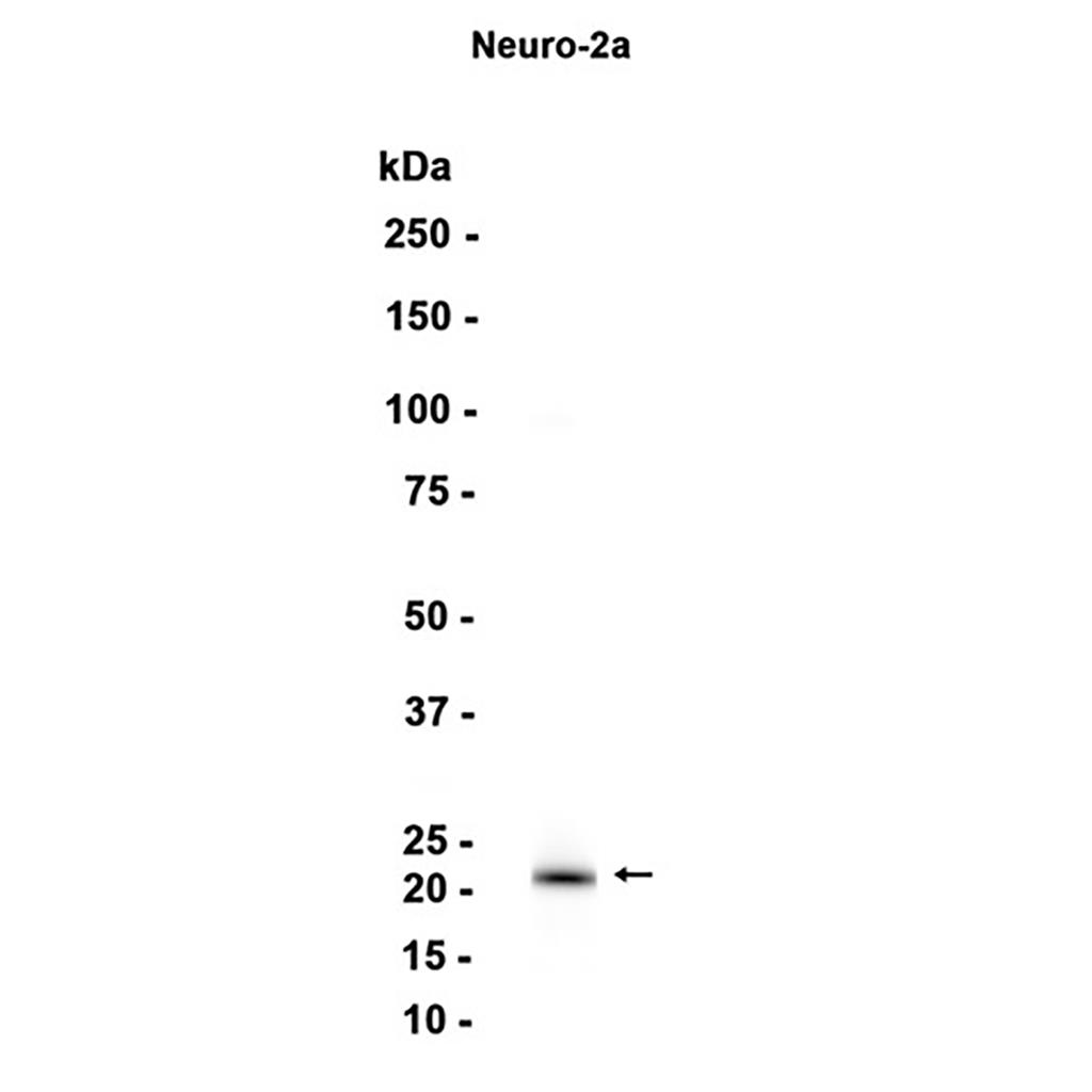 CEND1 (18Z15)兔单抗,CEND1 (18Z15) Rabbit Monoclonal Antibody