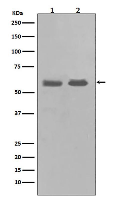 Chk1 (10U9)兔单抗,Chk1 (10U9) Rabbit Monoclonal Antibody