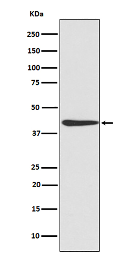 CREB (8X7)兔单抗,CREB (8X7) Rabbit Monoclonal Antibody