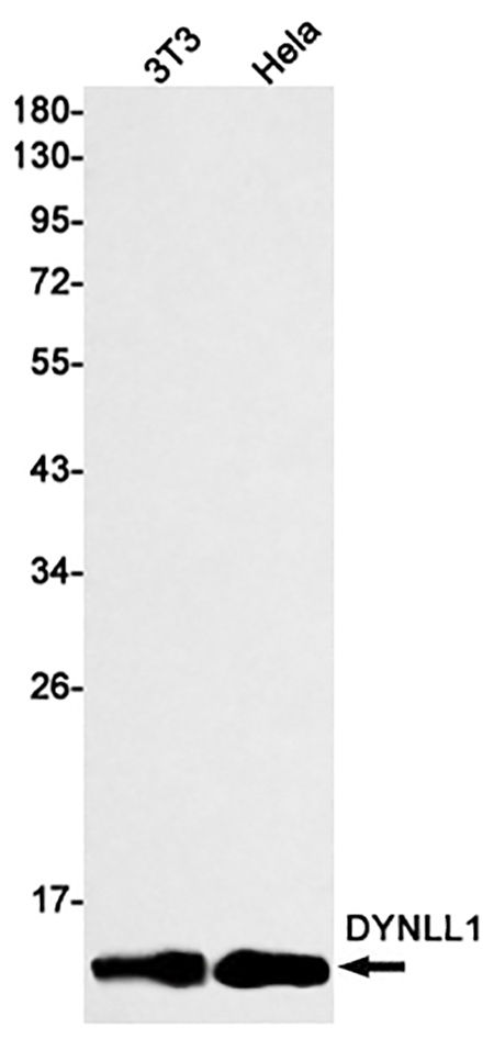 DYNLL1 (5C17)兔单抗,DYNLL1 (5C17) Rabbit Monoclonal Antibody