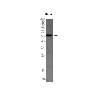 Emi1 (16Z12)兔单抗,Emi1 (16Z12) Rabbit Monoclonal Antibody