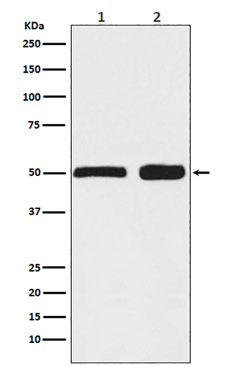 Ephrin B2  (5U5)兔单抗,Ephrin B2  (5U5) Rabbit Monoclonal Antibody