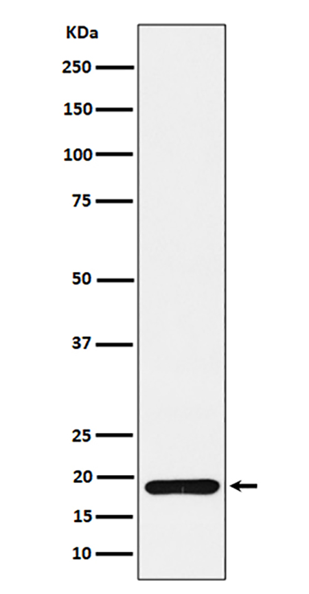 ERp19 (19K3)兔单抗,ERp19 (19K3) Rabbit Monoclonal Antibody