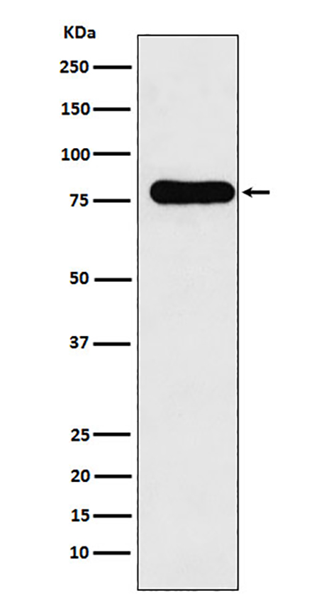 GAB1 (9G9)兔单抗,GAB1 (9G9) Rabbit Monoclonal Antibody