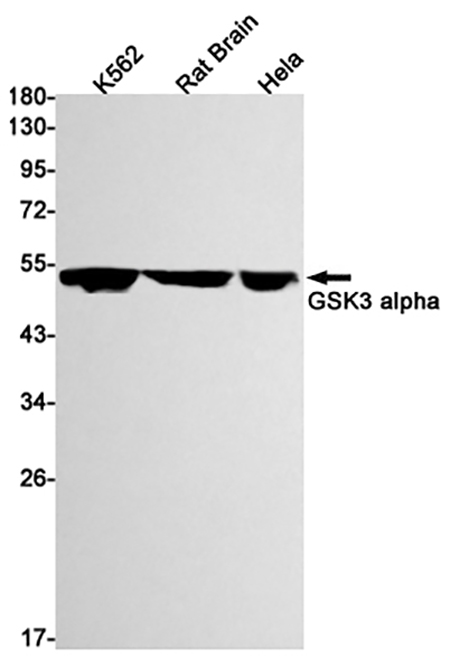 GSK3 alpha (2M16)兔单抗,GSK3 alpha (2M16) Rabbit Monoclonal Antibody
