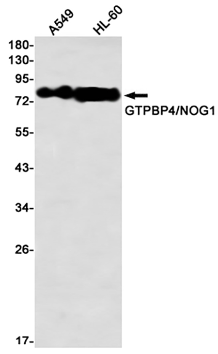 GTPBP4 (14J8)兔单抗,GTPBP4 (14J8) Rabbit Monoclonal Antibody