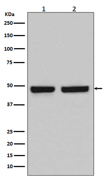 HAPLN1  (8N5)兔单抗,HAPLN1  (8N5) Rabbit Monoclonal Antibody