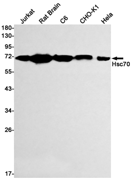 Hsc70   (1F5)兔单抗,Hsc70   (1F5) Rabbit Monoclonal Antibody