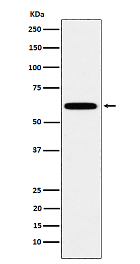 HSF2 (1X11)兔单抗,HSF2 (1X11) Rabbit Monoclonal Antibody