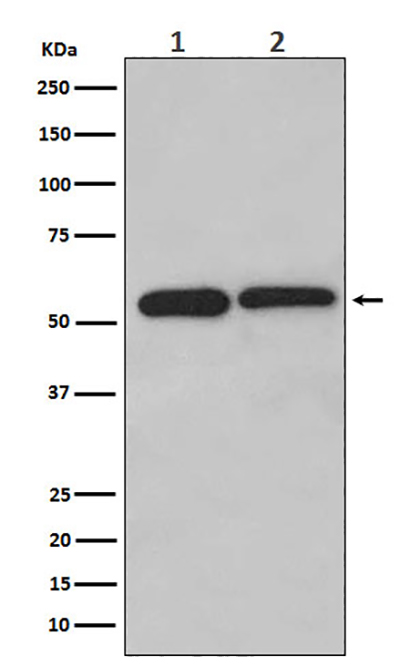 LMAN1 (7S8)兔单抗,LMAN1 (7S8) Rabbit Monoclonal Antibody