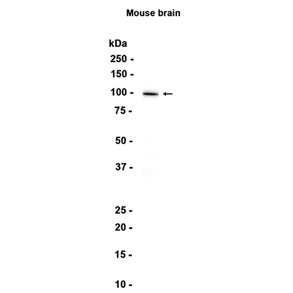 MAG (3J13)兔单抗,MAG (3J13) Rabbit Monoclonal Antibody