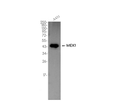 MEK1 (15N17)兔单抗,MEK1 (15N17) Rabbit Monoclonal Antibody