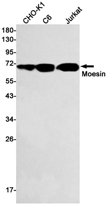 Moesin (10C14)兔单抗,Moesin (10C14) Rabbit Monoclonal Antibody