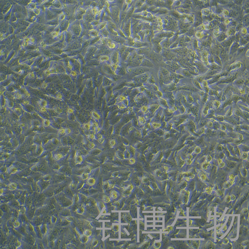 C17.2（小鼠神经干细胞）YB-7039MC,C17.2