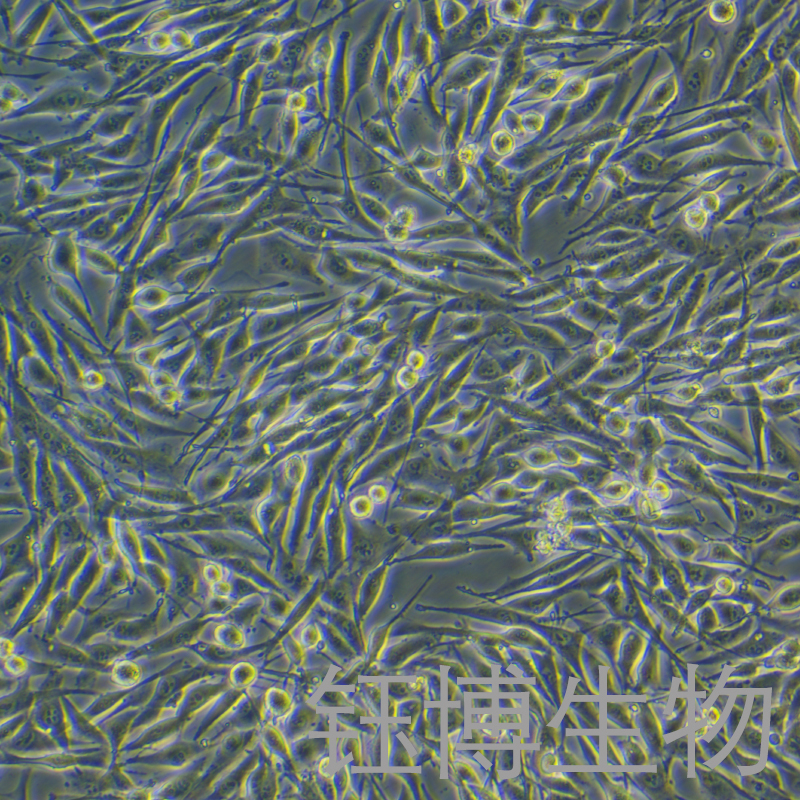 SK-MEL-28（人恶性黑色素瘤细胞）YB-71824HC,SK-MEL-28