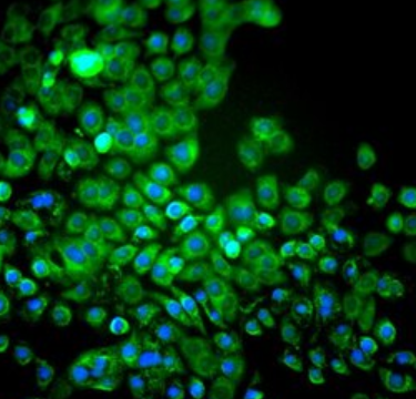 小鼠肠黏膜上皮细胞,Mouse intestinal mucosal epithelial cells