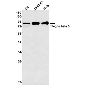 Integrin beta 5兔单抗,Integrin beta 5 Rabbit Monoclonal Antibody
