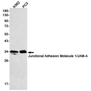 Junctional Adhesion Molecule 1兔单抗,Junctional Adhesion Molecule 1 Rabbit Monoclonal Antibody