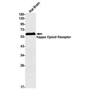 kappa Opioid Receptor兔单抗,kappa Opioid Receptor Rabbit Monoclonal Antibody
