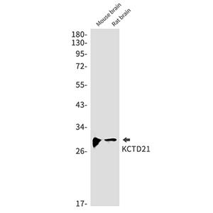 KCTD21兔单抗,KCTD21 Rabbit Monoclonal Antibody