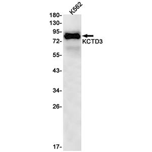 KCTD3兔单抗,KCTD3 Rabbit Monoclonal Antibody