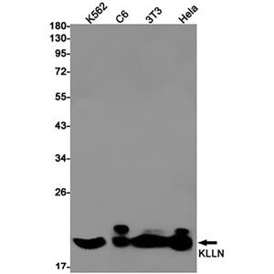 Killin兔单抗,Killin Rabbit Monoclonal Antibody
