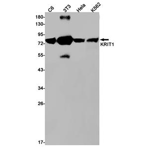 KRIT1兔单抗,KRIT1 Rabbit Monoclonal Antibody