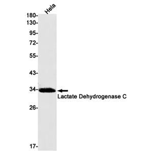 Lactate Dehydrogenase C兔单抗,Lactate Dehydrogenase C Rabbit Monoclonal Antibody