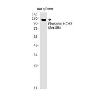 Phospho-MCM2 (Ser108)兔单抗,Phospho-MCM2 (Ser108) Rabbit Monoclonal Antibody