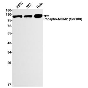 Phospho-MCM2 (Ser108)兔单抗,Phospho-MCM2 (Ser108) Rabbit Monoclonal Antibody