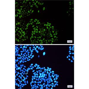 Phospho-MCM2 (Ser108)兔单抗,Phospho-MCM2 (Ser108) Rabbit Monoclonal Antibody