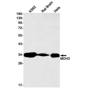 MDH2兔单抗,MDH2 Rabbit Monoclonal Antibody