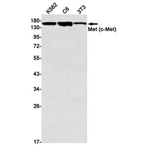 c-Met兔单抗,c-Met Rabbit Monoclonal Antibody