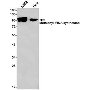 MetRS兔单抗,MetRS Rabbit Monoclonal Antibody