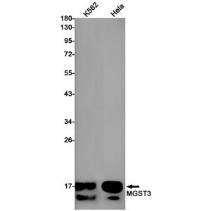 MGST3兔单抗,MGST3 Rabbit Monoclonal Antibody