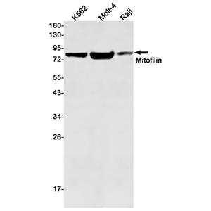 Mitofilin兔单抗,Mitofilin Rabbit Monoclonal Antibody