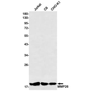 MMP26兔单抗,MMP26 Rabbit Monoclonal Antibody