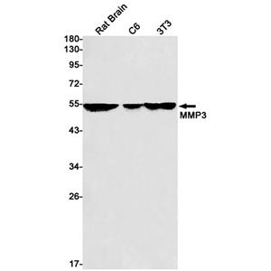 MMP3兔单抗,MMP3 Rabbit Monoclonal Antibody