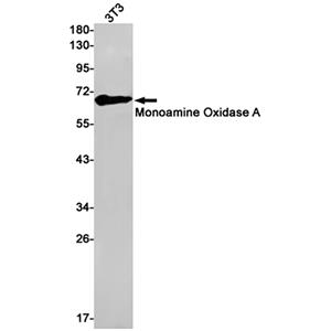 Monoamine Oxidase A兔单抗,Monoamine Oxidase A Rabbit Monoclonal Antibody