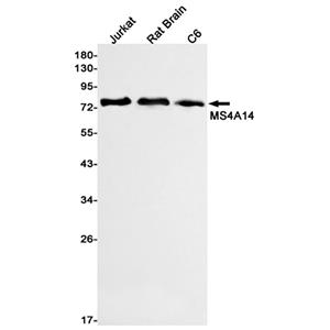 MS4A14兔单抗,MS4A14 Rabbit Monoclonal Antibody