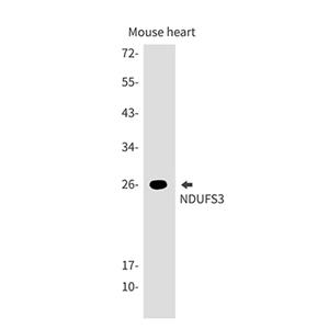 NDUFS3兔单抗,NDUFS3 Rabbit Monoclonal Antibody