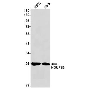 NDUFS3兔单抗,NDUFS3 Rabbit Monoclonal Antibody