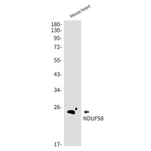 NDUFS8兔单抗,NDUFS8 Rabbit Monoclonal Antibody