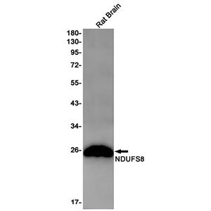 NDUFS8兔单抗,NDUFS8 Rabbit Monoclonal Antibody