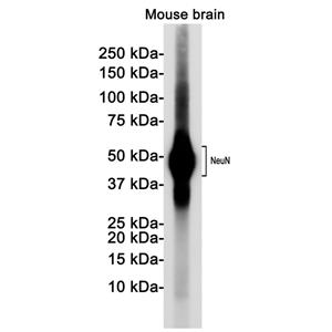 NeuN兔单抗,NeuN Rabbit Monoclonal Antibody