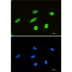 NeuN兔单抗,NeuN Rabbit Monoclonal Antibody